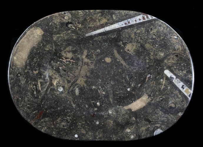 -/ Fossil Orthoceras & Goniatite Plate - Stoneware #38038